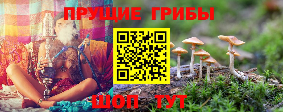 Галлюциногенные грибы Psilocybe  Вход с VPN  Кропоткин 